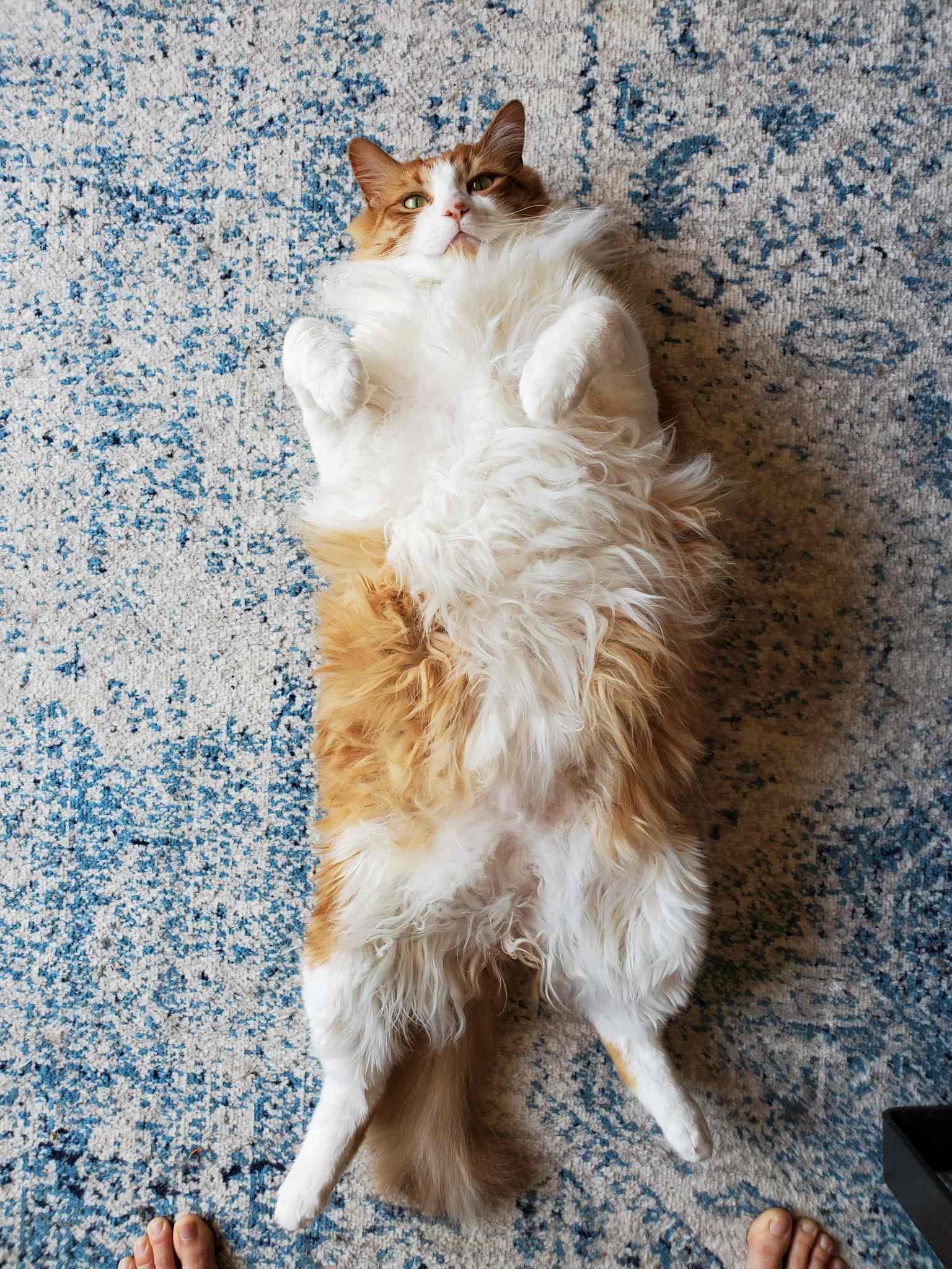 A birds eye view image of Quincy (a large and fluffy orange and white cat) who is laying on his back with his rear limbs splayed outwards and his front limbs bent at the "wrists" in relaxation. Pets can benefit when you choose the right CBD oil for them . 