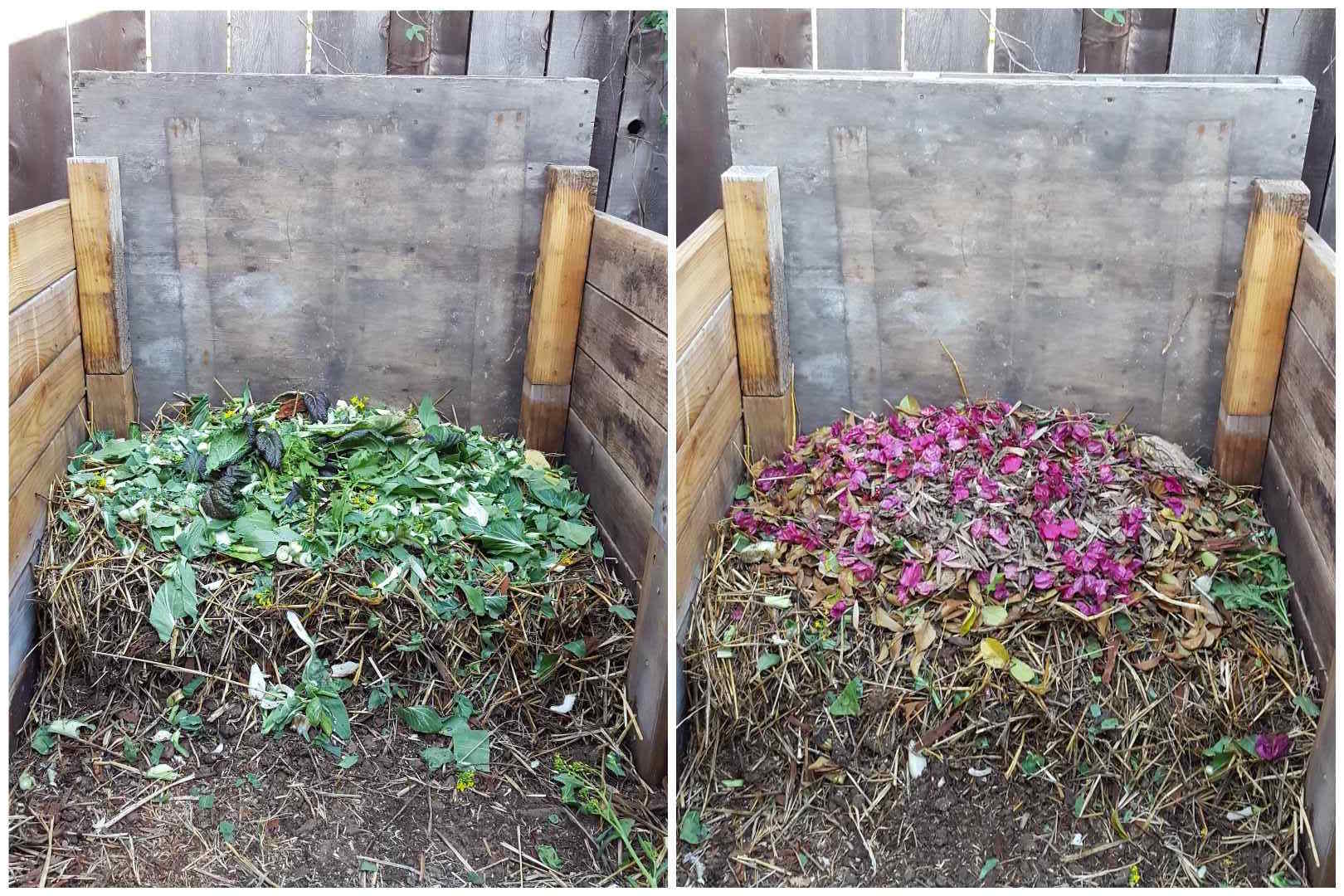 A two part image collage as a before and after photo. In the first image, a single compartment compost bin has a layer of green (nitrogen) plant material on the top layer. The second image shows the bin after a layer of brown (carbon) plant material has been layered on top of the previous green layer. One would continue to build the pile in this fashion to make compost. 