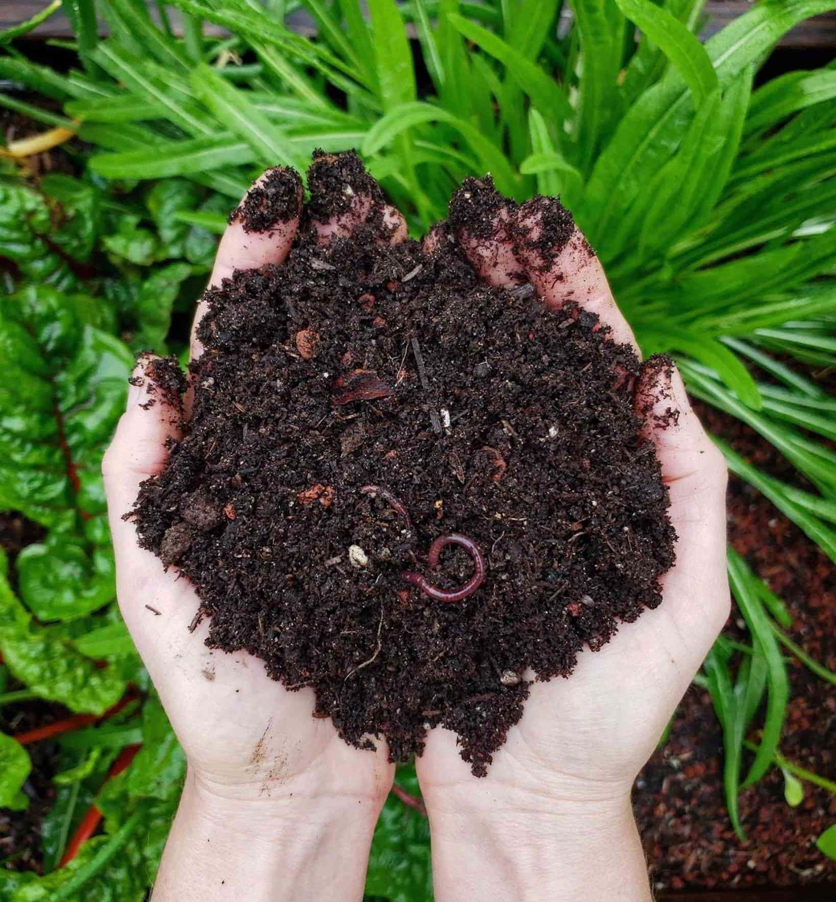 Two hands cupping rich brown organic soil with a few red worms, hovering over a garden bed with leafy greens in the background below.  