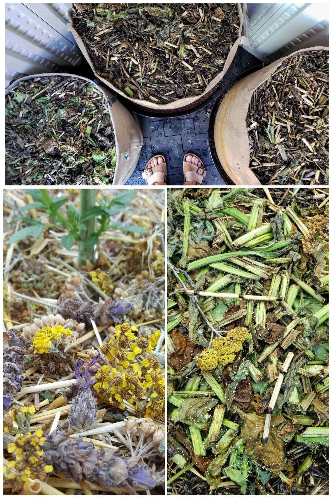 A three way image collage, the first image shows two feet standing amongst three 25 gallon fabric grow bags. Each one is heavily mulched with dynamic accumulator plants. The second image shows a close up of some of the mulch, yarrow flowers, horsetail, and lavender flowers  are visible. The third image shows another close up image of the mulch, yarrow, fava beans, borage, and horsetail are visible amongst the decaying mulch material which will turn into rich organic matter in time. 