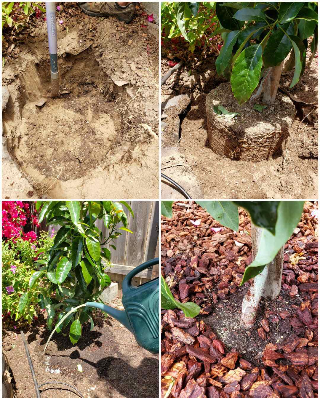 A four way image collage on planting an avocado tree. The first image shows a hole dug in the ground, the second image shows the tree and its rootball sitting inside the hole. The third image shows the tree once it has been planted and covered with dirt. A watering can is being used to water in an aloe vera soil drench. The fourth image shows the tree once it has been mulched with bark, showing not to keep bark mulched against the tree stalk itself. In a year or two this young tree should be growing avocados. 
