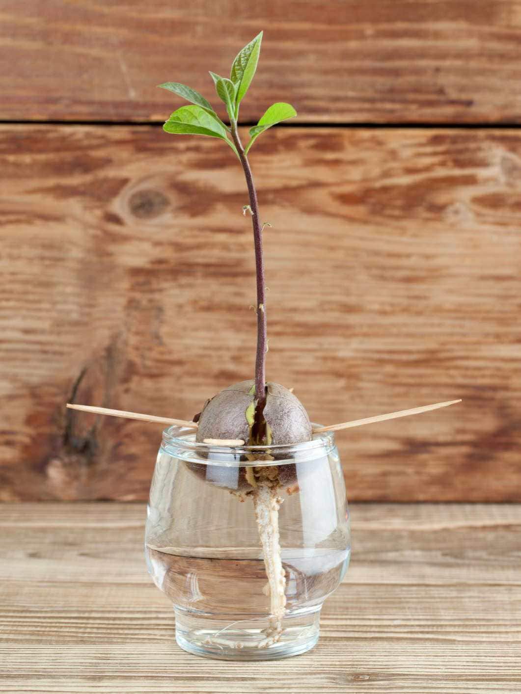 An avocado pit is shown half submerged in a glass of water. There are two toothpicks poking out of each side of the pit that keep it from sinking to the bottom of the glass. The bottom of the pit has split open with a tap root protruding from it. Out of the top of the pit a young avocado seedling has emerged stretching upwards towards the light. 