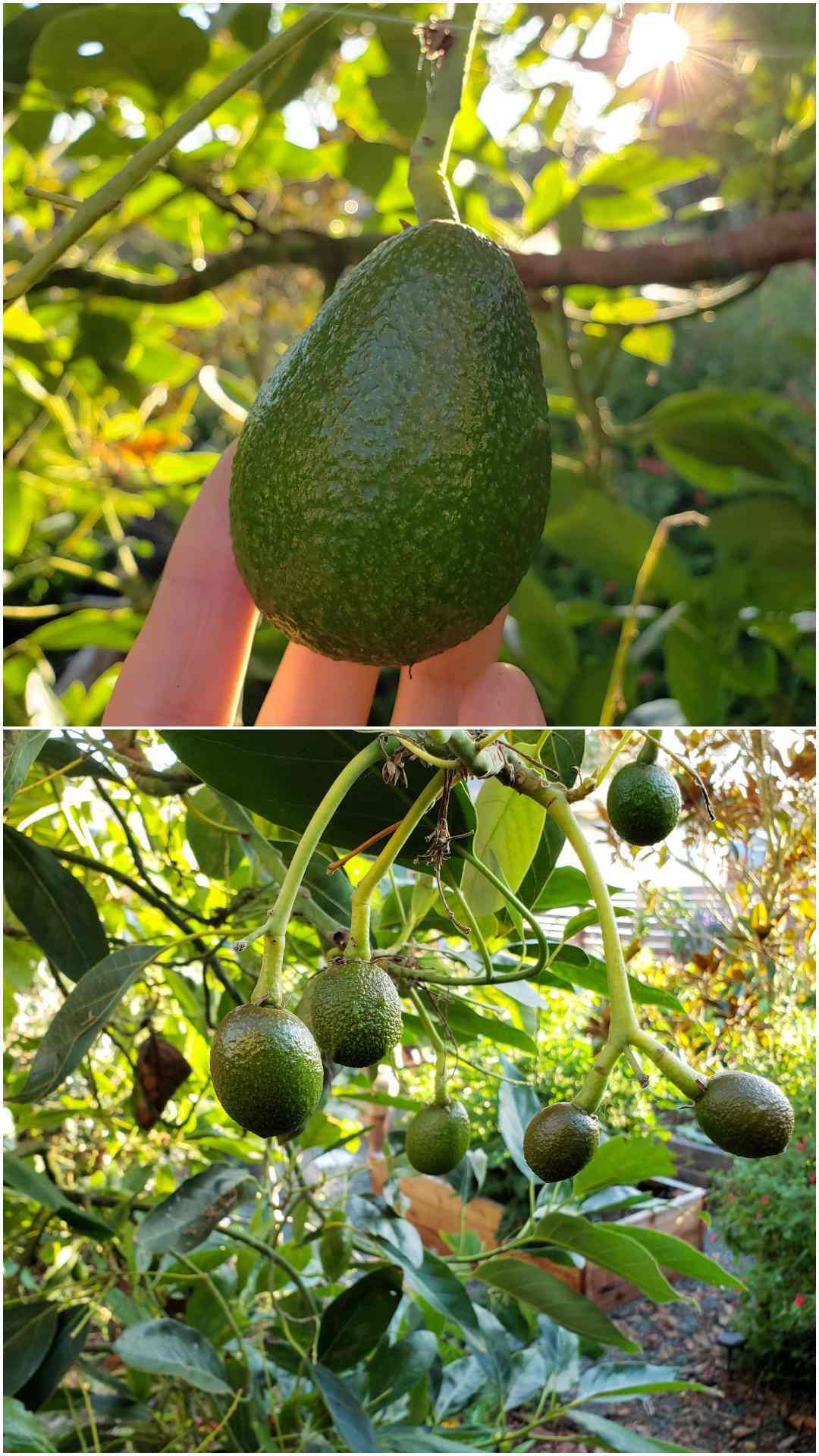 A two part image collage, the first image is a hand holding a smaller avocado hanging from a tree. The second image shows a number of smaller avocados growing amongst the understory of an avocado tree.