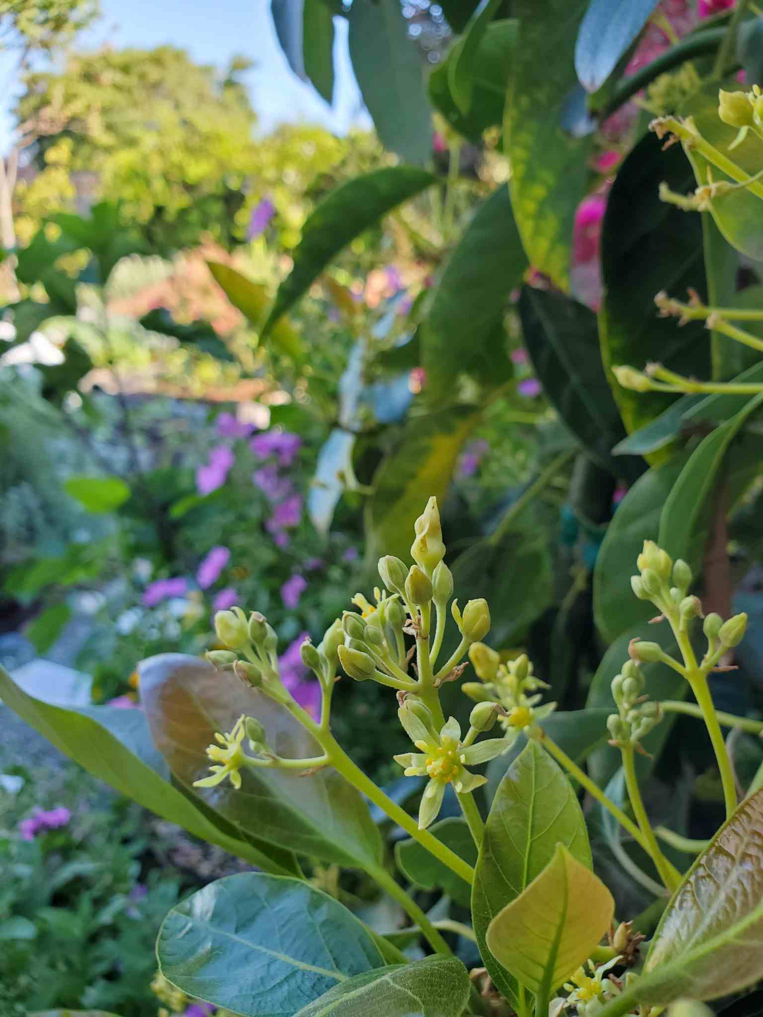 A close up image of a bunch of avocado flowers. Only about half of the flowers are open because an avocado has both male and female flowers, each one is open at a different time of day. 