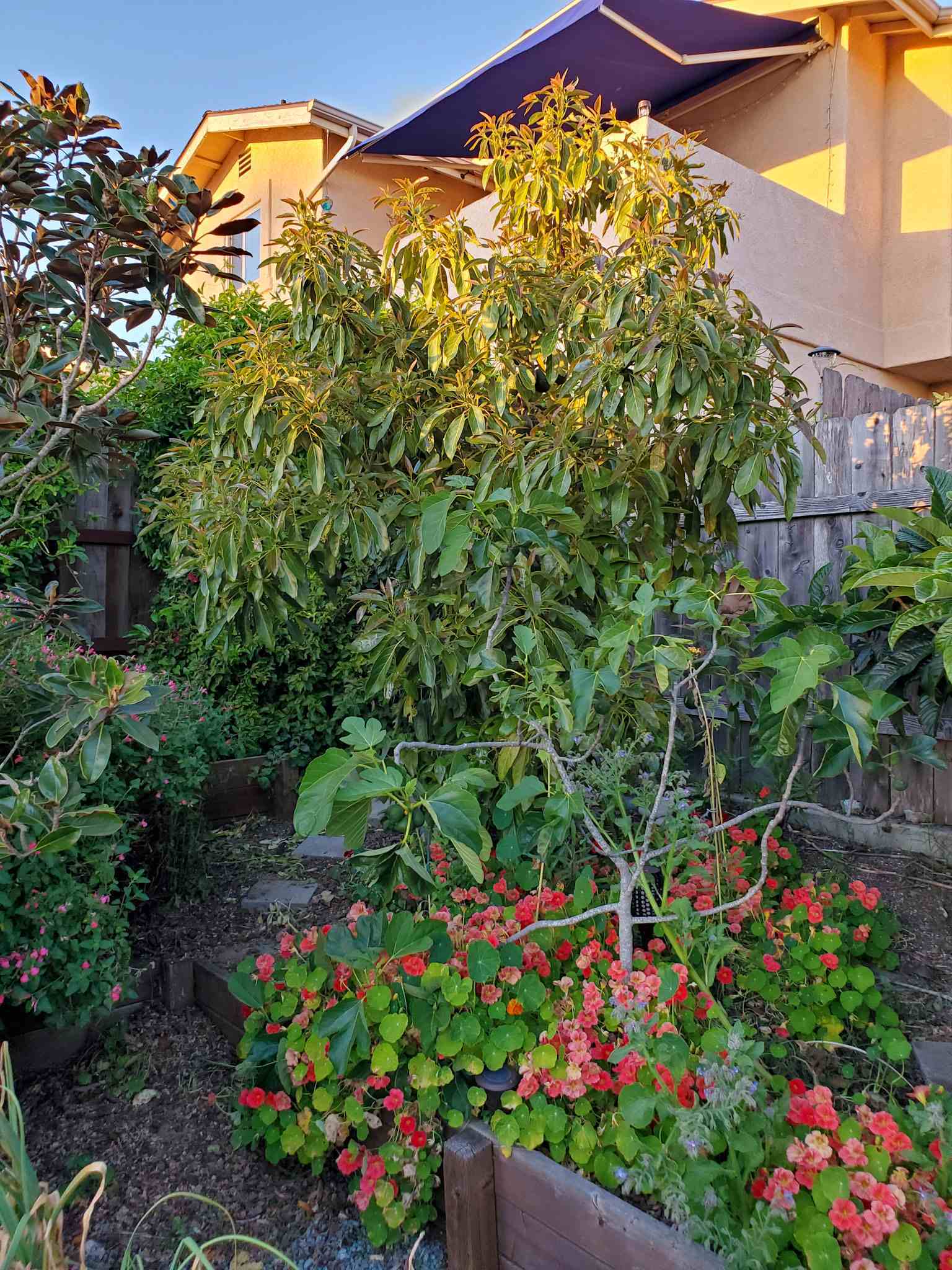 A Hass avocado tree shown in the evening sun. It is standing about eight feet tall with a fig tree, loquat tree and Magnolia tree planted nearby. 