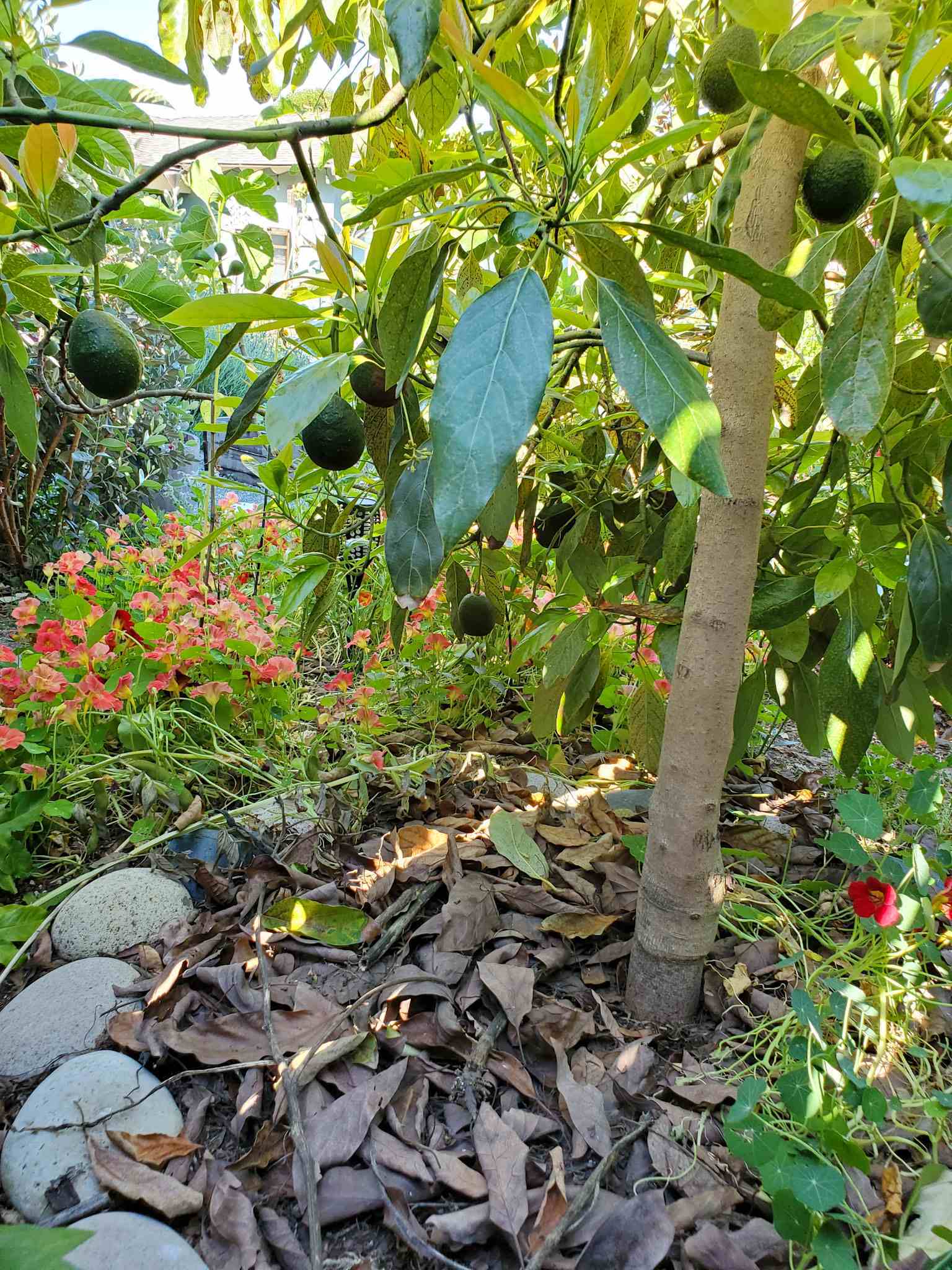 The understory of a large avocado tree is shown. There are avocados hanging from limbs and the tree mulches itself with the frequent dropping of leaves. There are nasturtiums growing around the perimeter of the tree. 