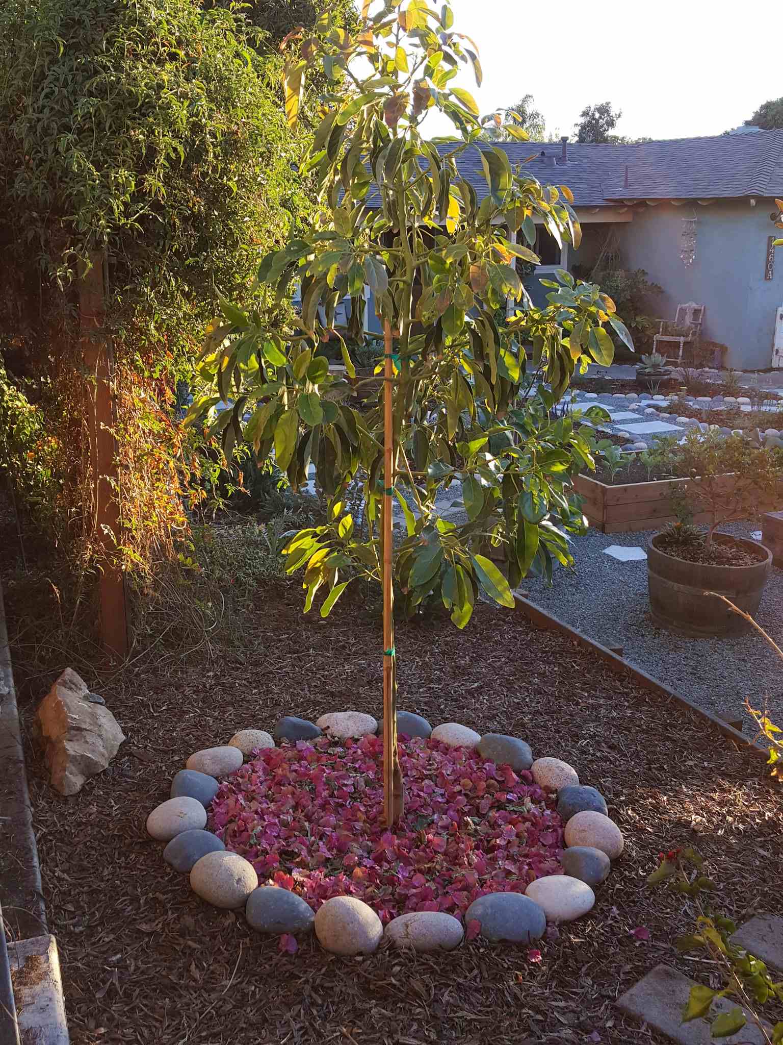 A young avocado tree is shown after it was recently planted. The rootball of the tree has a circle or river rock around  it with a mulch of colorful fallen leaves from nearby plants. 