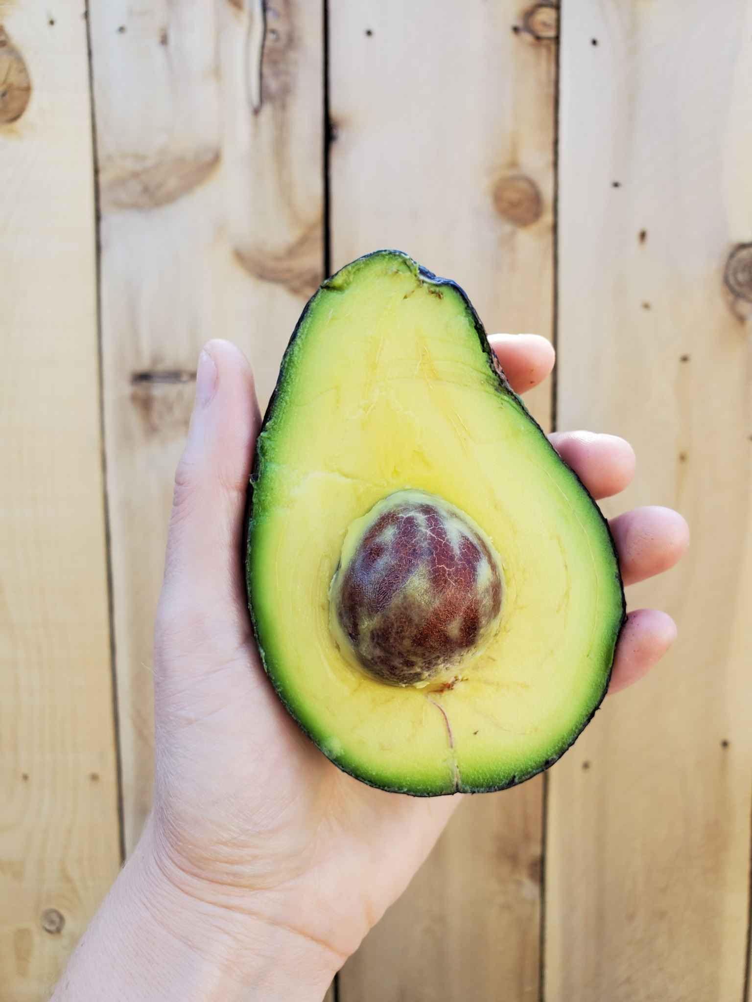A hand is holding a halved Sir Prize avocado. The small pit still remains amongst a large amount of creamy green fruit. 