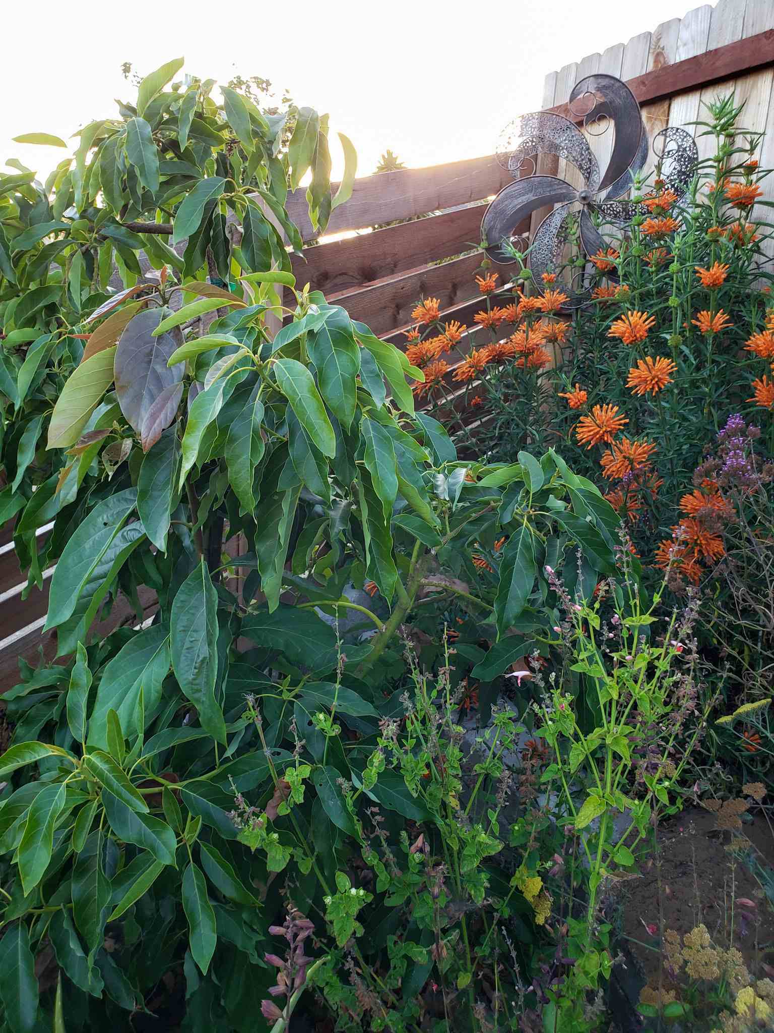 A small avocado tree planted amongst a terraced part of the yard. There are a number of blooming plants around the tree with a variety of pink, purple, yellow and orange flowers.