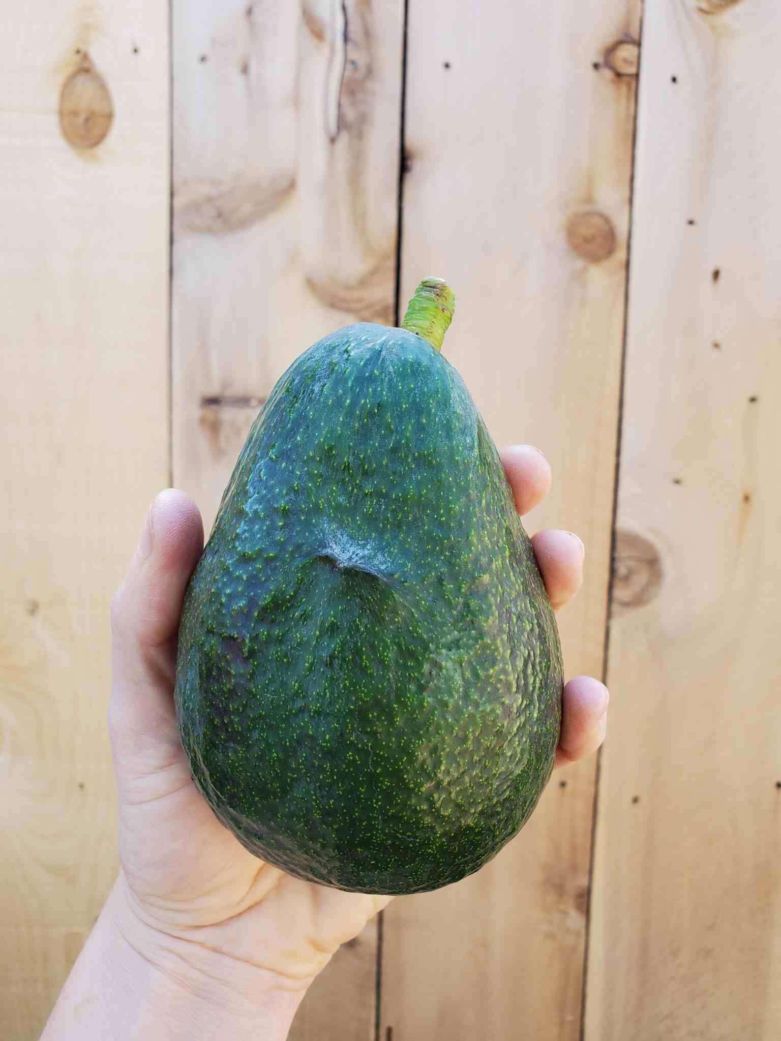 A hand is holding a large Sir Prize avocado against a fence line backdrop. The fruit is dark green and slightly pebbly. 