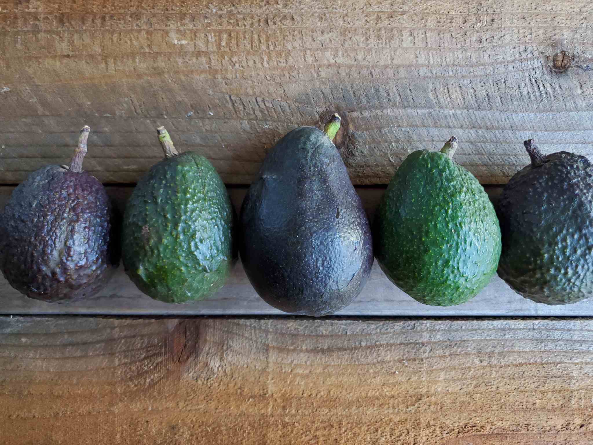 Five avocados are lined up in a single file line amongst a wooden backdrop. Four of them are Hass avocados while the middle is a large Sir Prize avocado. Three of the avocados are close to being ripe and ready to eat. When you can grow avocados, it's fun to have a variety of types. 