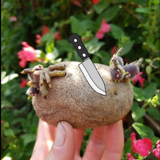 A large seed potato that is sprouting at two ends, with a knife positioned in the middle of it, showing that it could be cut in half to make two pieces of seed potato. 