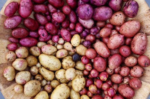 A large wooden bowl full of colorful potatoes. Some are purple, red, yellow with pink spots, and plain yellow. They are separated by color.