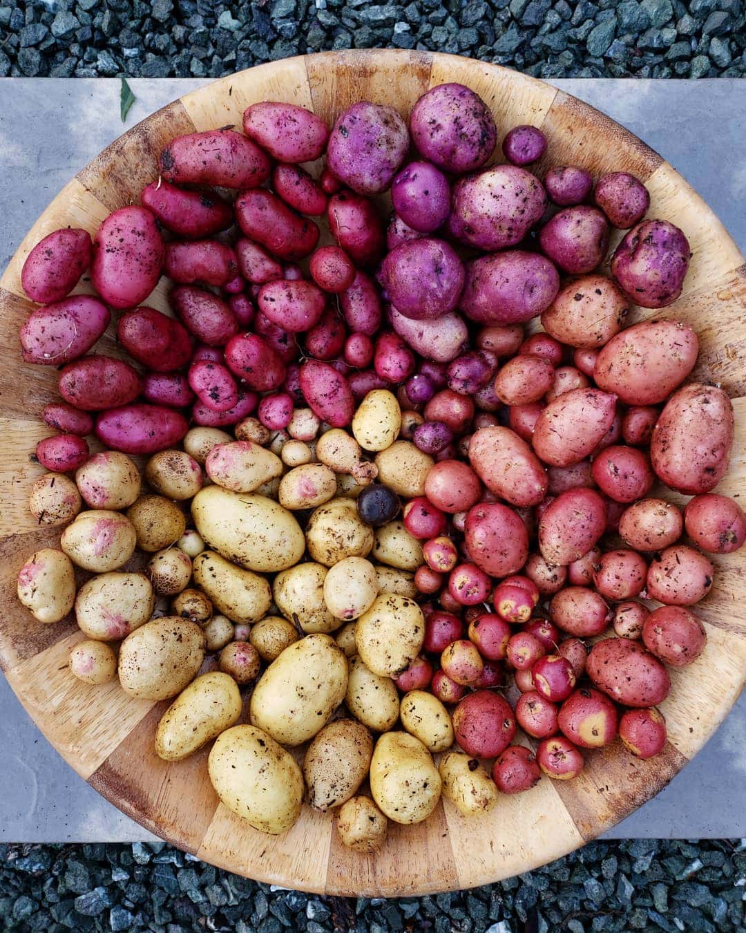 A large wooden bowl full of colorful potatoes. Some are purple, red, yellow with pink spots, and plain yellow. They are separated by color.