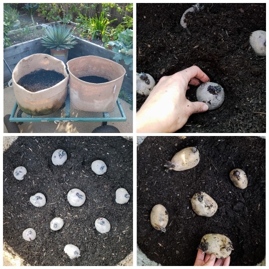 Four images of planting sprouted seed potatoes in grow bags. In one bag, there are more potatoes because they were smaller. About 10 small purple potatoes. In the same size bag, only 5 large sprouted are shown, giving them at lest 4 or 5 inches apart. They're not yet covered by soil, just sitting on top, waiting to be buried. Another photo shown a hand pushing them down in the soil, burying them about 3 inches deep. 