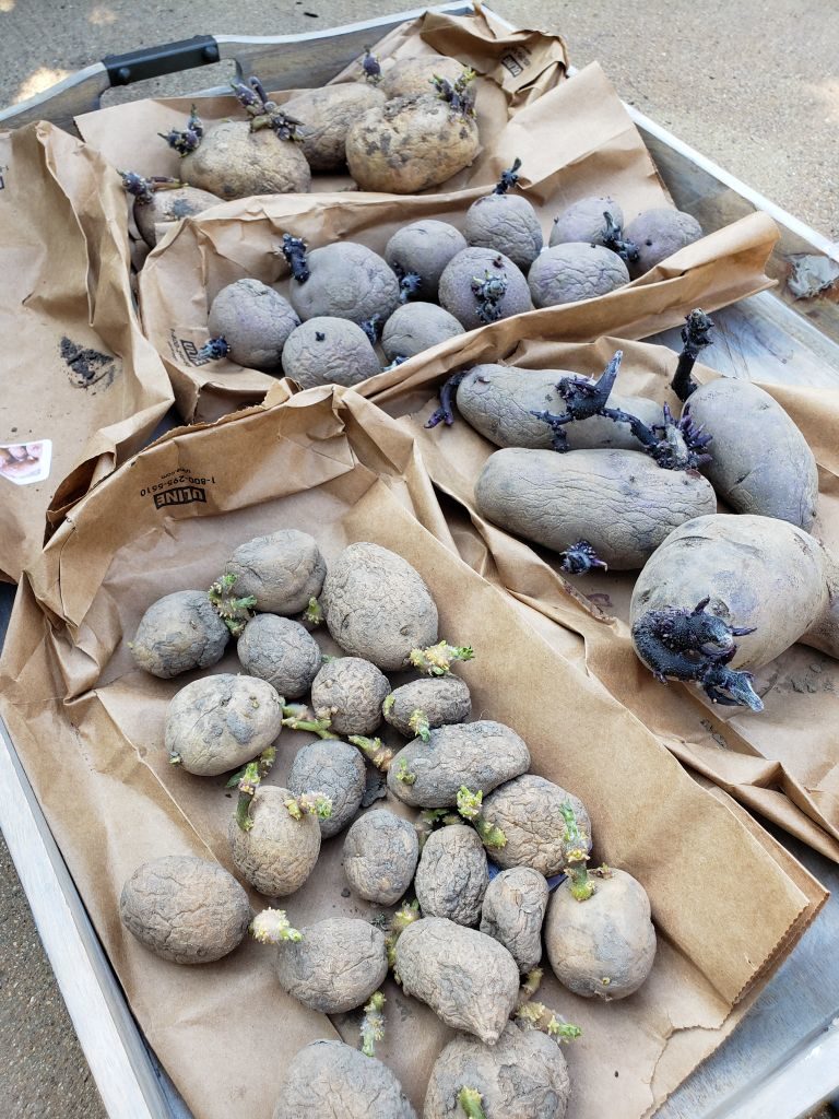 Five paper bags are flattened on top of a large tray. On top of each paper bag is a little pile of different type of seed potato. They are all sprouting. Some are small and more green, some are large a purple. 