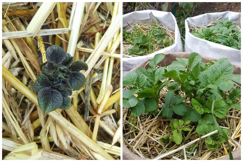 Two photos. On the left, a tiny purple green potato sprout is pushing up through straw. On the right, large leafy potato greens are now emerged, in three different fabric grow bags. 
