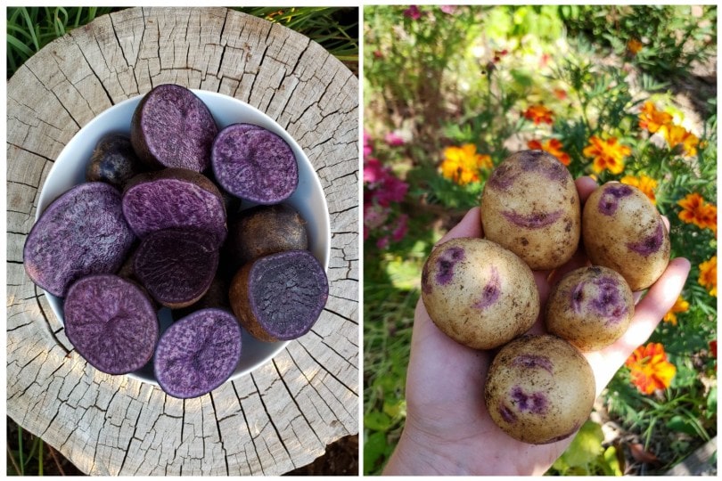 Two image. On the left is looking down on white bowl full of very purple potatoes, cut in half. The bowl is on a tree stump. On the right is a hand holding potatoes up. They're mostly tan in color with purple striping around their eyes. 