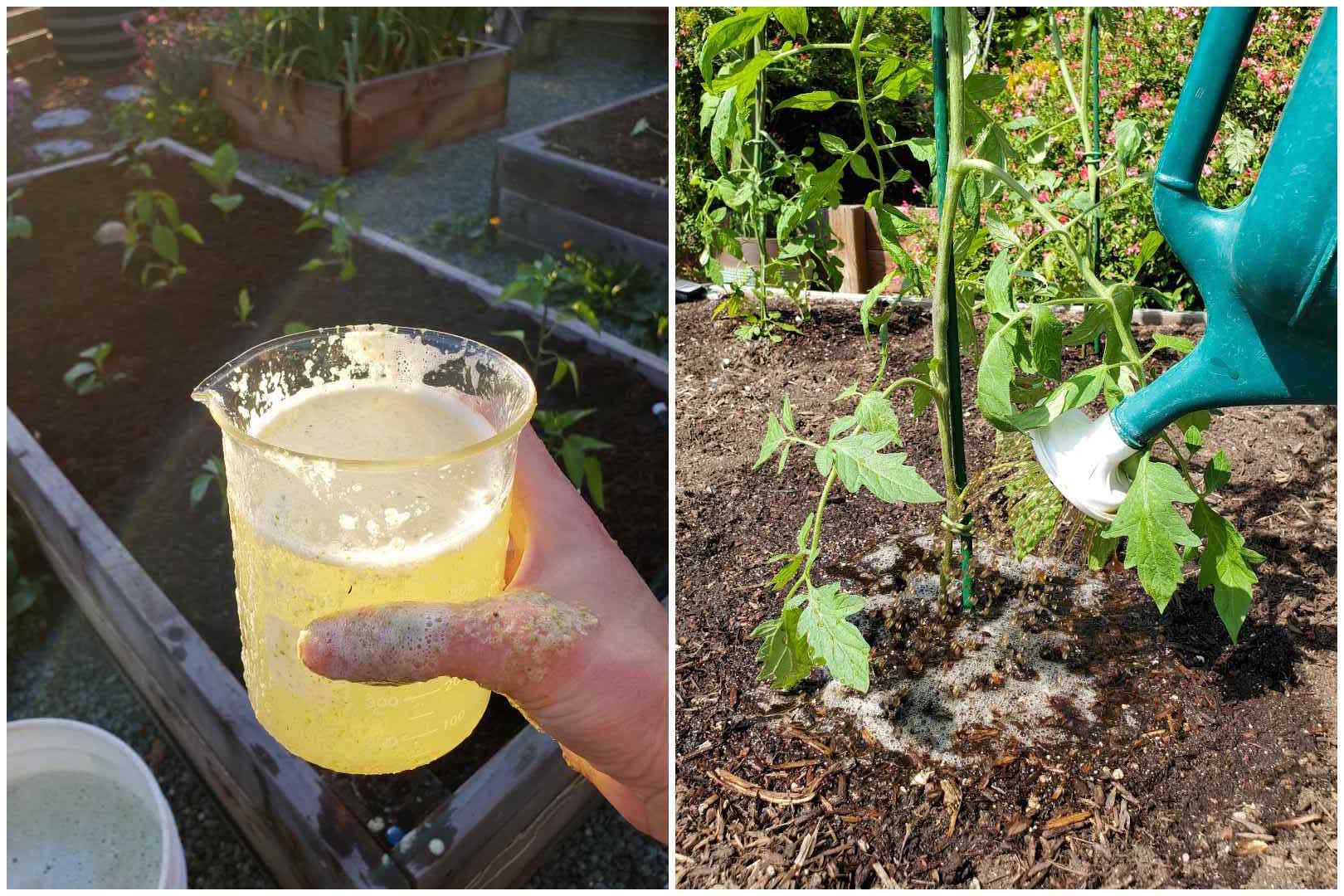 A two part image, the first image shows a hand holding a glass beaker that is full of frothy fresh aloe vera tea that will be fed to the plants directly behind the featured beaker. There is a bucket in the foreground with the remaining aloe vera tea that will be used as a soil drench for the rest of the garden. The second image shows a watering can watering a newly planted tomato in a raised garden bed. When you grow tomatoes, feeding them right from the beginning will go a long way to a bountiful harvest.   