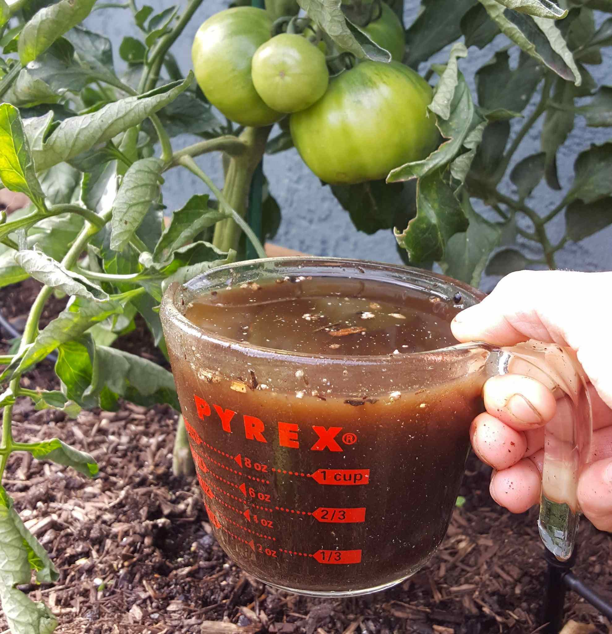 A hand is shown holding a one cup glass liquid measuring cup full of worm compost tea along the soil line of a raised bed. Tomato plants are visible in the background which are the target plants of the worm compost tea application. 