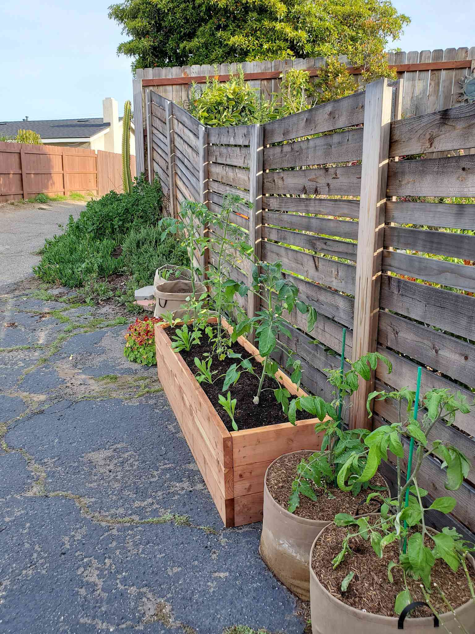 A raised garden bed and two 15 gallon grow bags are shown along a fence line, sitting atop a concrete driveway. The tomato plants are almost two feet tall, when one wants to grow tomatoes, there are many options depending on the space that is available for them. 