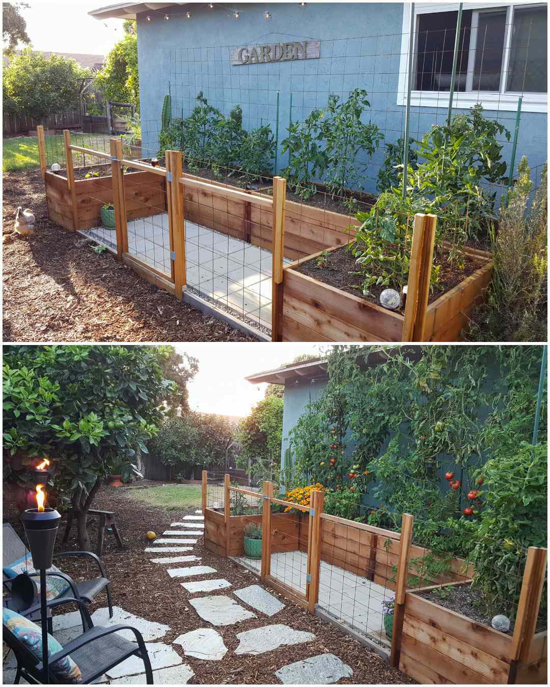 A two part image collage of a U-shaped garden bed area that is butted up against the side of a blue green house. The first image shows the raised beds planted out with young tomato plants, along the backside of the garden beds are trellises that will be used to help the tomatoes climb as they grow. The surrounding area of the garden bed area has been fenced off with remesh and wood, creating a mini fence and gate. The second image shows the same area months later, the tomatoes have grown the the roof of the house and there are many green and ripe tomatoes that are contrasting against the green foliage of the tomatoes. There are two chairs visible directly outside of the garden area and a tiki torch is lit next to the chairs. 