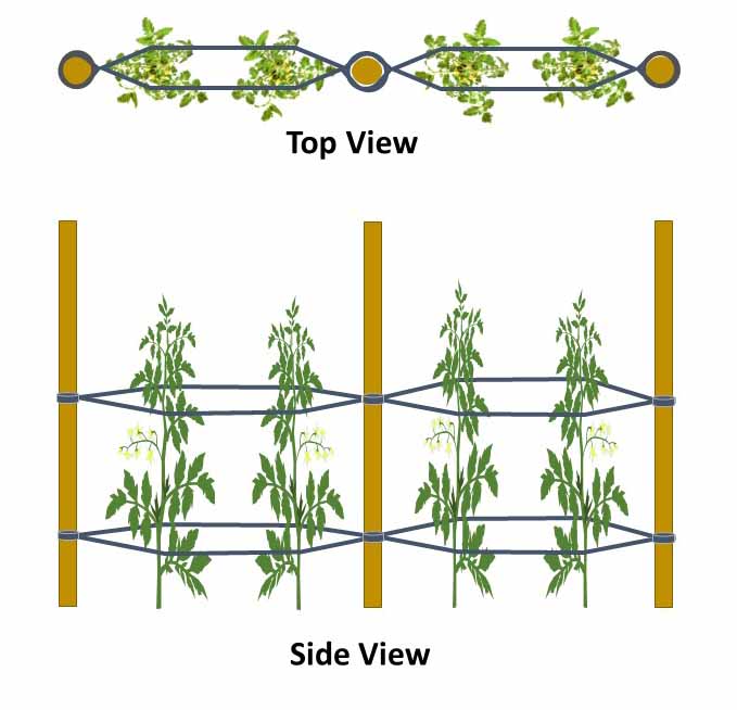 A diagram depicting the tomato training method of the Florida Weave. It shows three stakes lined up equally from each other, two tomato plants growing in between each stake with twine or rope material used to connect the stakes together, sandwiching the tomato plants in between the rope or twine material which helps keep the plants upright. 