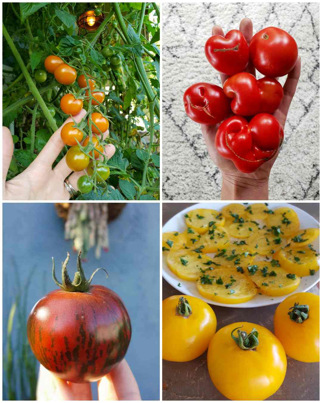 A four part image collage, the first image shows a hand touching a vining bunch of sungold cherry tomatoes, half of the tomatoes on the vine are some variation of orange while the bottom two fruits are still green. The second image shows a hand holding five blood red tomatoes of varying shape and size. They are the same variety of tomato yet there is a bit of differentiation in the fruit. The third image shows a hand holding one tomato that is dark blood red in color with dark green to brown striations. The sun is shining which illuminates the fruit even more. The fourth image shows a white ceramic plate full of slice yellow tomatoes, they are garnished with chopped basil. There are three whole yellow tomatoes sitting directly in front of the plate.