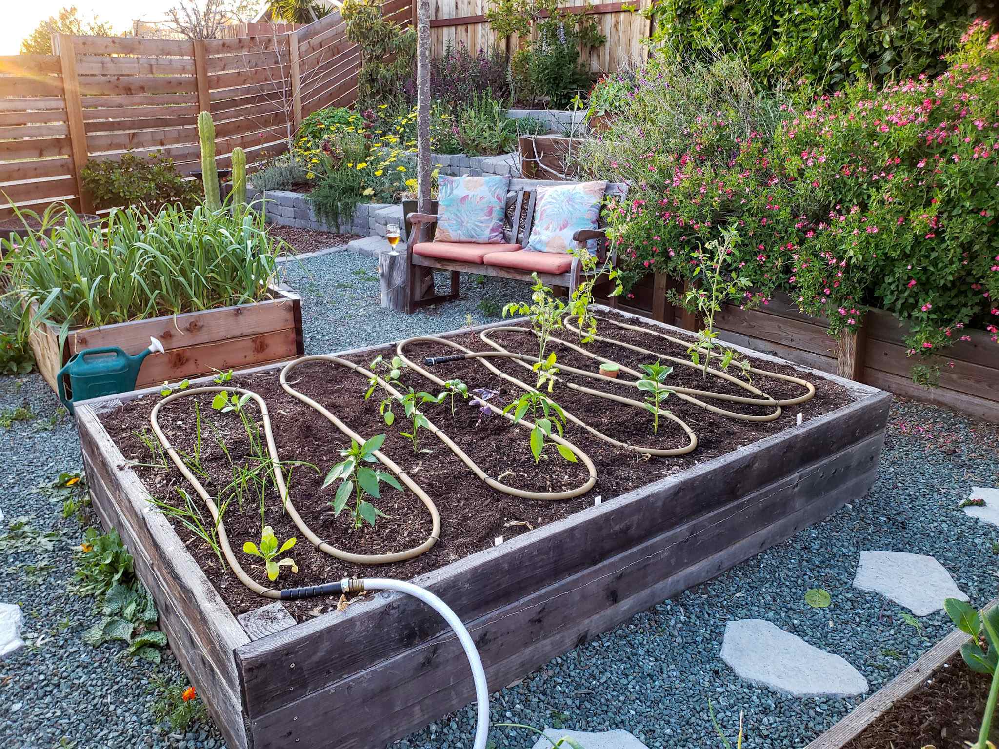 A large raised garden bed is shown with freshly planted pepper, tomato, basil, and onion seedlings. A soaker hose has been laid out equally along the soil surface in a snake like fashion. There is a garden hose plugged into the soaker hose, a watering can sitting next to a raised bed full of garlic that is immediately behind the featured garden bed. There is a horizontal board fence with the setting sun rays streaming over the top of the fence, along with perennials, cacti, trees, and vines around the perimeter of the area.