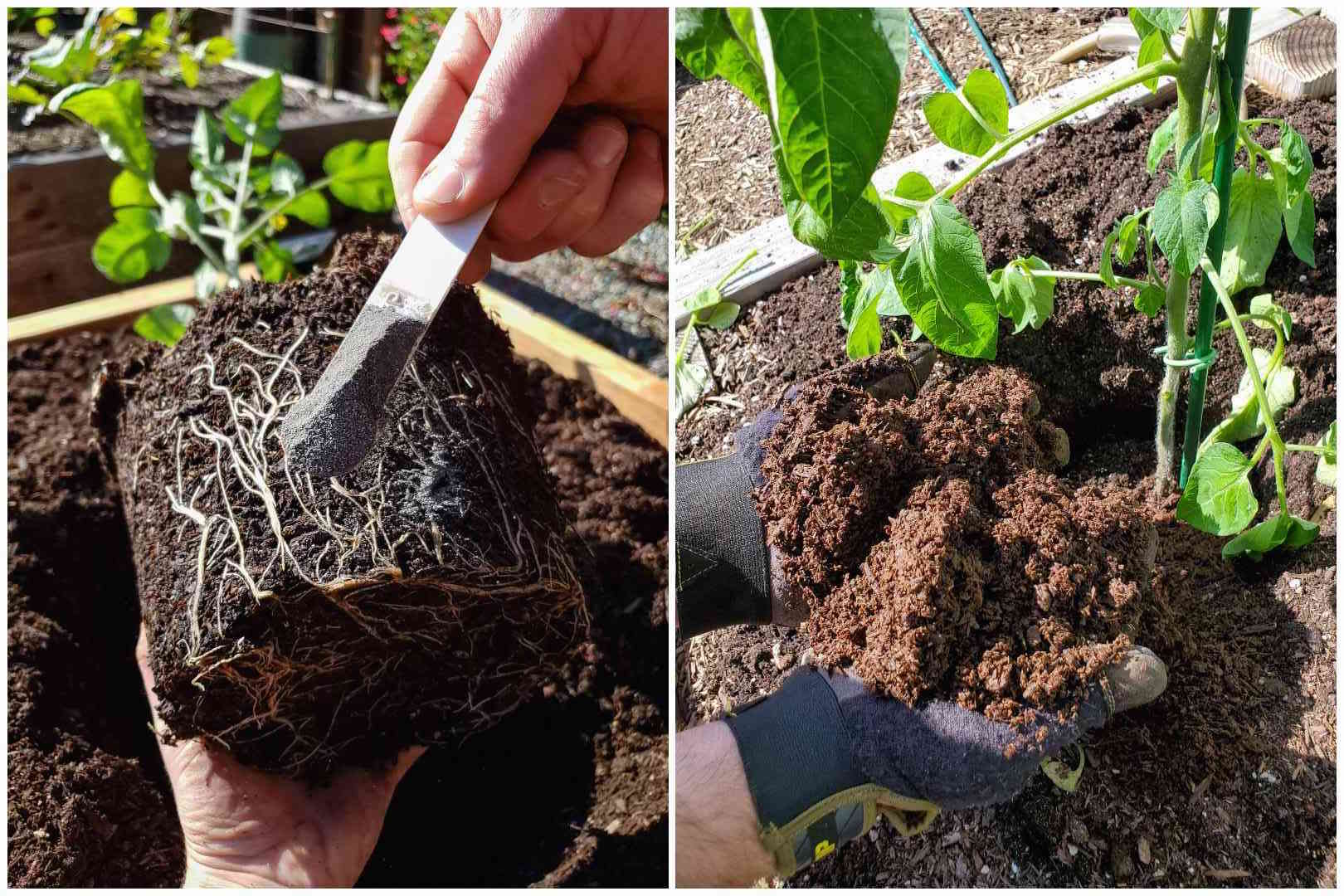A two part image collage, the first image shows a young tomato seedling before it is transplanted outdoors. A hand is holding it by the root ball as if the plant was laying down, another hand is holding a teaspoon of mycorrhizae that will be sprinkled directly over the root ball.  The second image shows two hands holding dark, rich, and fluffy compost directly over the root zone of a newly transplanted tomato. 