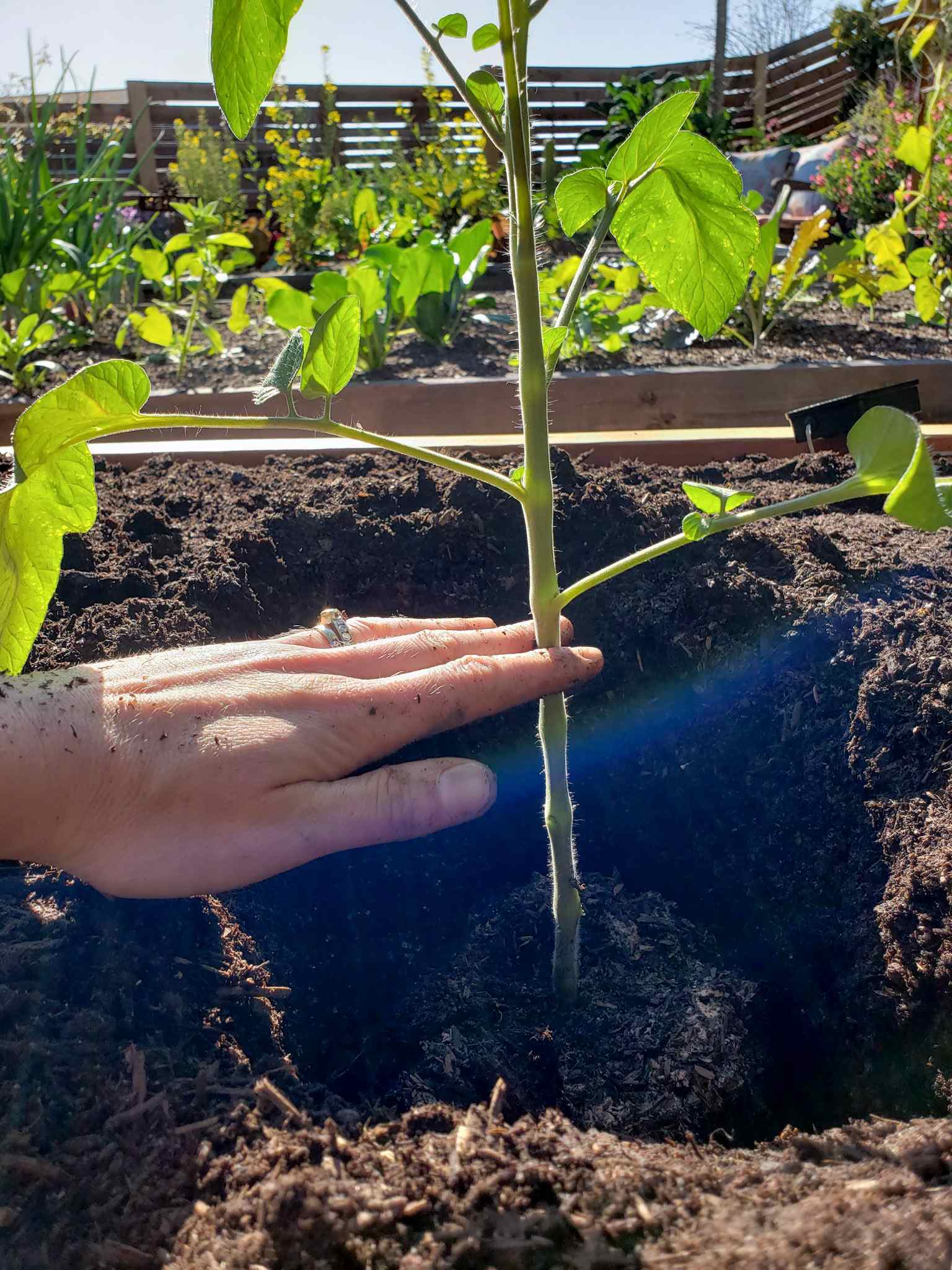 A close up image of a tomato seedling sitting inside a deep hole made in a raised garden bed, the plant will be planted deep inside the bed, burying at least five inches of the plants stem. New roots will grow off of the tomato stem in time. A hand is positioned at the soil line, holding the spot on the tomato stem that will be buried up to. In the background, there is another raised garden bed that contains many varieties of beans and flowers. 