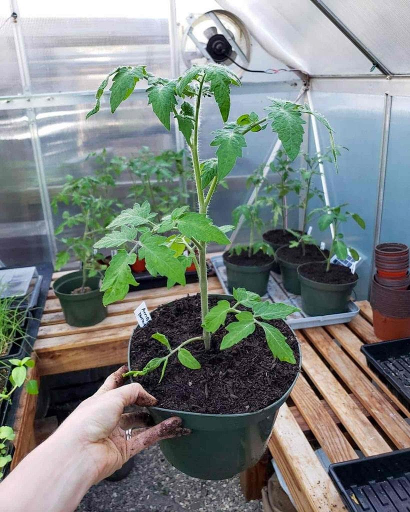 A young tomato plant is shown after it has been potted up into 8 inch nursery pots. the plant is about 18 inches tall from the soil line. The surrounding imagery is the inside of a small hobby greenhouse, there are potting benches lined around the perimeter of the inside walls and there are various tomatoes in 8 inch and 4 inch pots. Using a greenhouse is a great way to start seedlings early when you decide to grow tomatoes. 