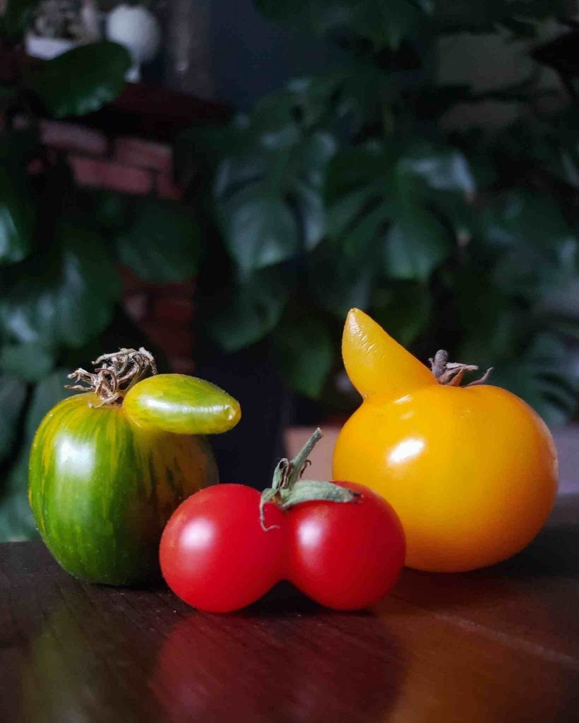 A closeup image of three different tomatoes with slight growth abnormalities. There is a greenish yellow tomato on the left that has a protrusion coming out of the top similar to a nose, the tomato in the middle is red and and looks like two small tomato siamese twins connected at the side but there is only one stem. The last tomato is yellow and has a protrusion coming out of the top as if it is a horn. When you grow tomatoes, they can come in all shapes and sizes. 