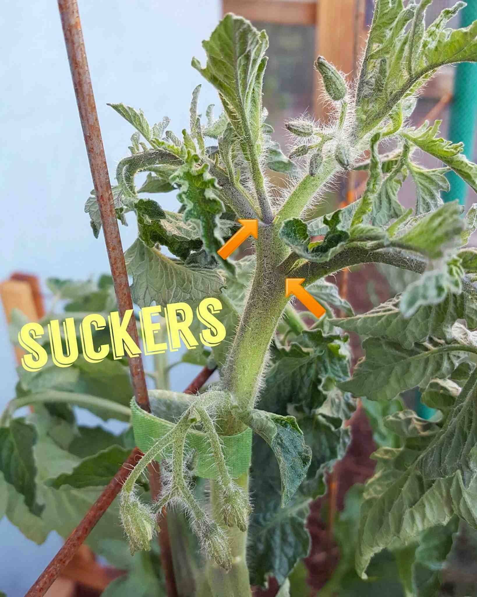 A close up image of the top of a tomato plant. The sucker branches off of the leader are shown by two arrows pointing to each of the sucker branches which are forming at the crook of the main stem and leaf branching. The word "suckers" as been photo shopped onto the image to illustrate the point further. When young, suckers almost look like baby tomato plants growing off of the main tomato plant.