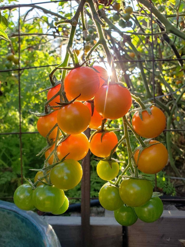 A close up image of a bunch of Sungold cherry tomatoes on the vine is shown. The sun is shining in from the background, illuminating the tomatoes to even more orange colored globes. The bottom half of the vine consists of Sungold cherry tomatoes that aren't quite ripe yet, ranging in color from dark green to lightish green yellow to fully ripe and orange at the top of the bunch. Other fruit from the plant is visible in the background although the surrounding image is out of focus compared to the featured tomatoes. 