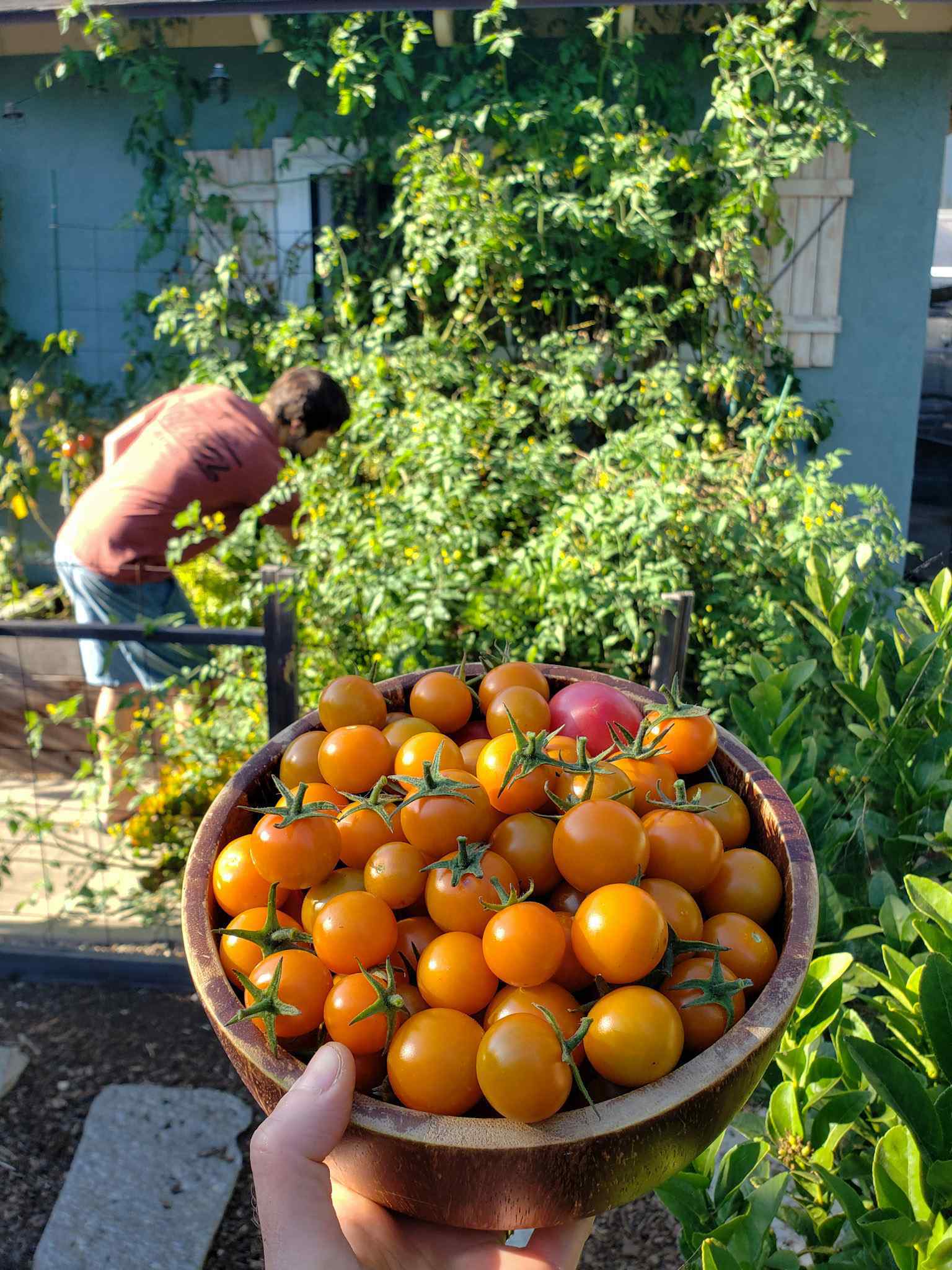 A hand is holding a wooden bowl of sungold cherry tomatoes that are bright orange in color. In the background, Aaron is shown inspecting the sungold tomato plant that bore the fruit that is featured. The plants is quite huge, looking like green blob of plant material. The plant is growing into the rafters of the house that it is growing next to. 
