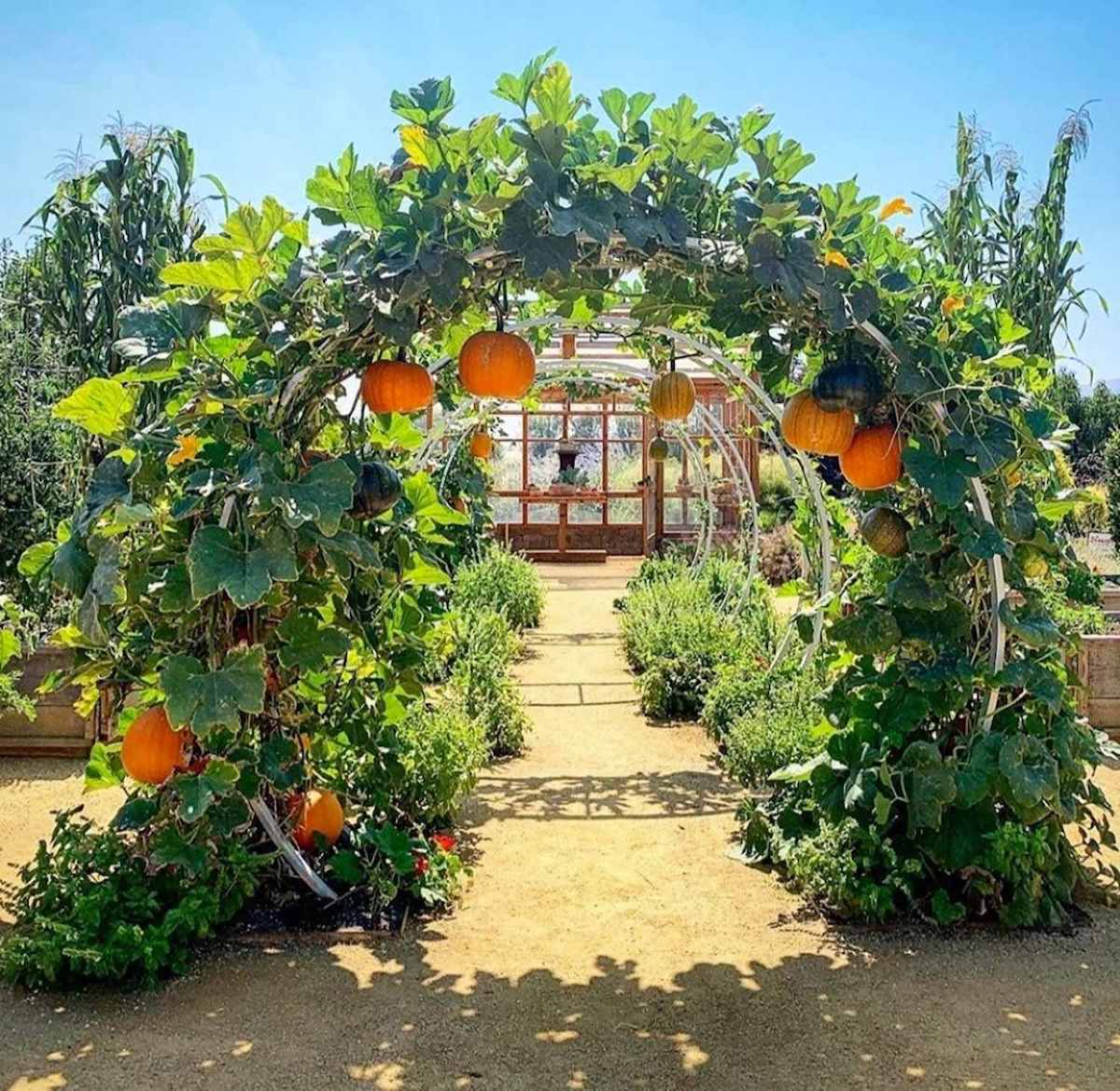Large round arches are lined one after the next on the way to a glassed in sun room. The first trellis is covered in vining winter squash with orange pumpkin type squash hanging from the vines. 