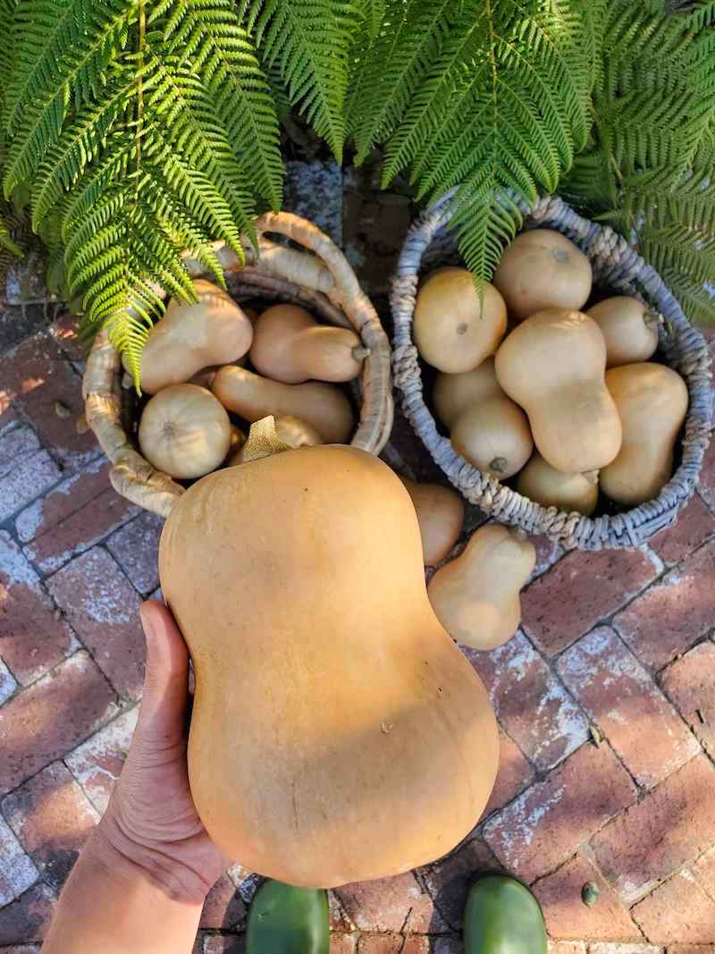 A birds eye view of DeannaCat's outstretched hand holding a butternut squash. Below are two wicker baskets that are both full of harvested butternut squash. Grow winter squash to store healthy vegetables through winter. 