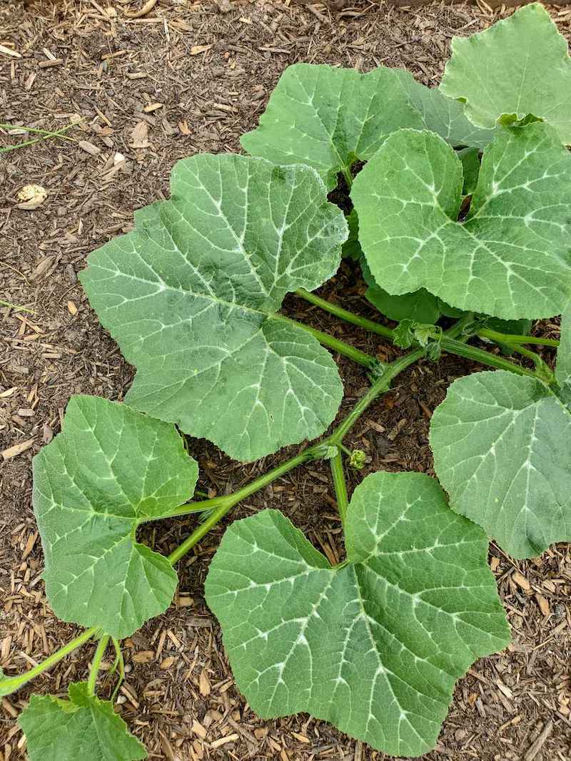 A birds eye view of the top of a growing hard squash plant, it has white veins contrasting the green leaves. 