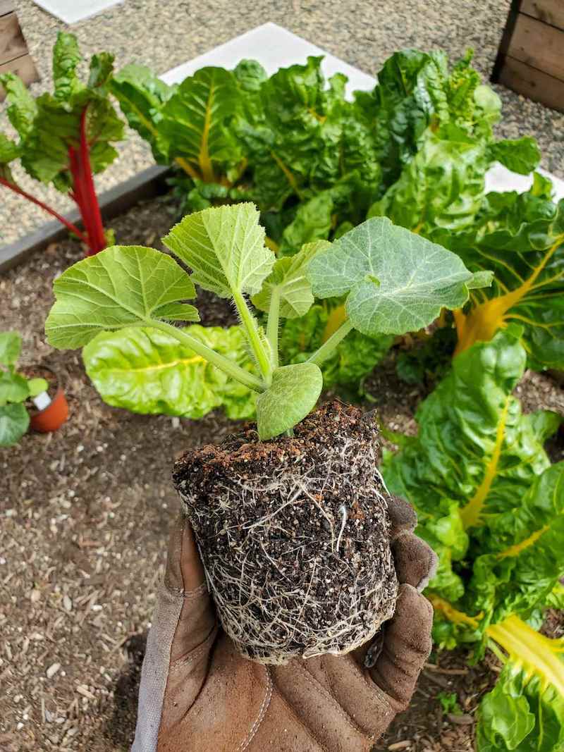 DeannaCat's gloved hand is holding a winter squash seedling after it has been removed from its small pot. The root ball is fairly well covered in roots and is ready to be transplanted to the garden. Below is a raised bed of chard that will be changed out for winter squash. 