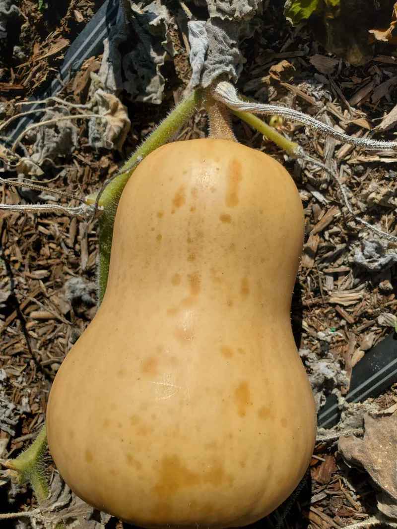 A butternut squash on the vine, it has endured a light frost so there are some mild, almost bruise looking spots on the skin which will make the fruit not store as well as normal. 
