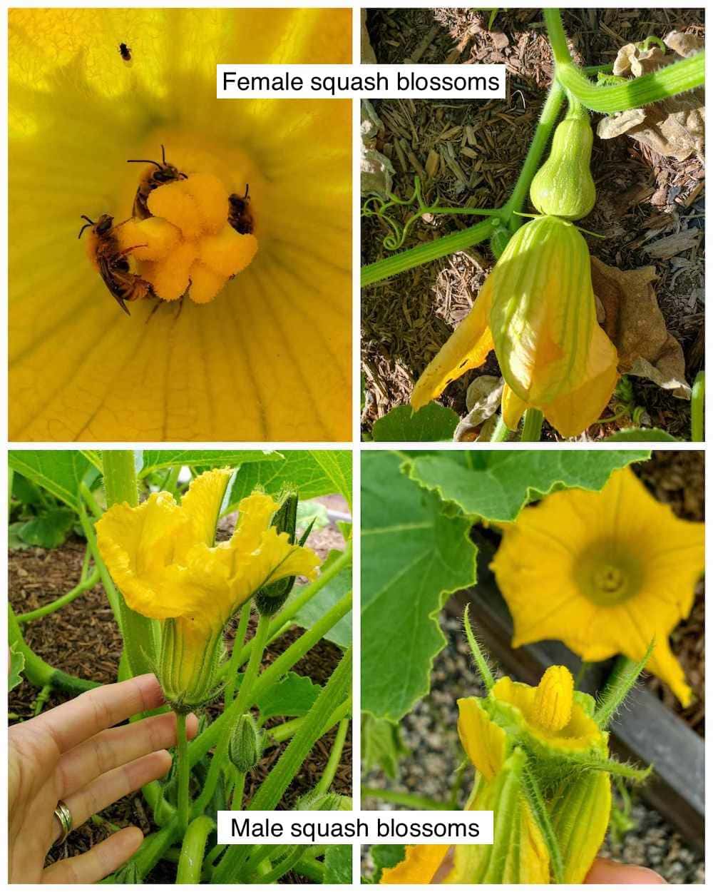 A four way image collage, the first image shows the inside of a squash blossom that has three squash bees collecting pollen. The second image shows a small butternut squash that has just opened its flower to be pollinated. The third image shows a male squash flower, the fourth image shows a the inside of a male squash flower. 
