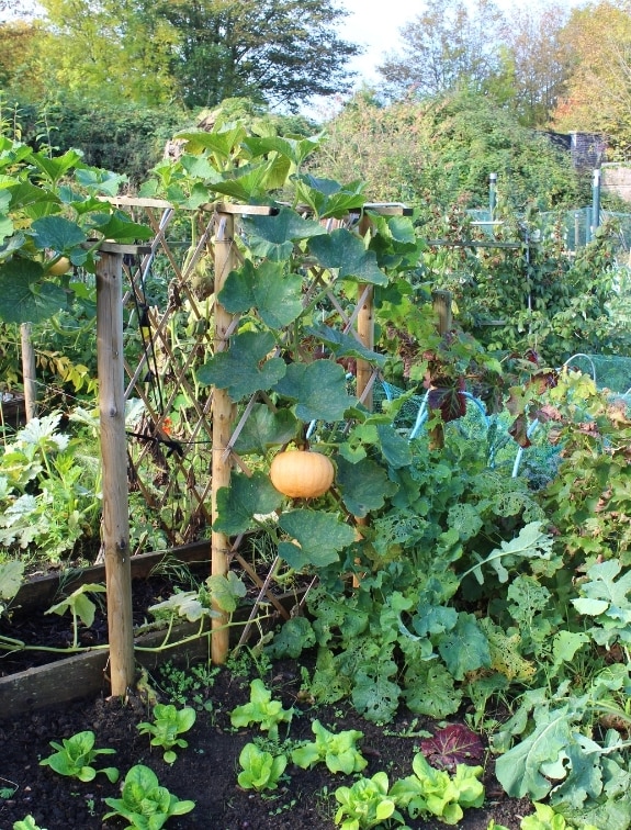 A winter squash plant being trained vertically up a trellis, a few rows of lettuce are growing below. You can grow winter squash in tight spaces by using a trellis. 