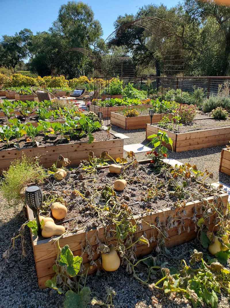 A raised garden bed that contains two butternut squash plants that have all but died back, many butternut squash are still attached to the withering and browning vines. Grow winter squash to have a healthy harvest of vegetables that store for months. 