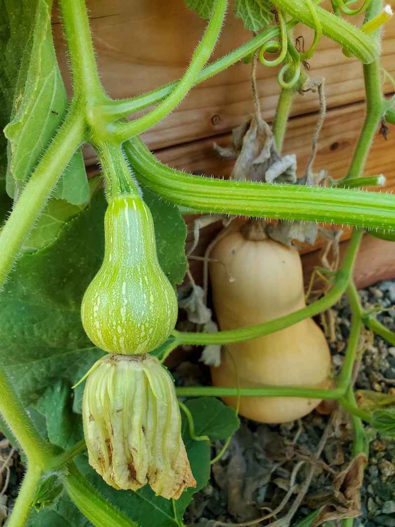 A vine of a butternut squash plant, one small immature fruit is in the foreground which has just been pollinated as the flower is still attached to its blossom end. Beyond is a more mature butternut squash that is much further along in development. Grow winter squash for great yields of healthy food that stores well. 