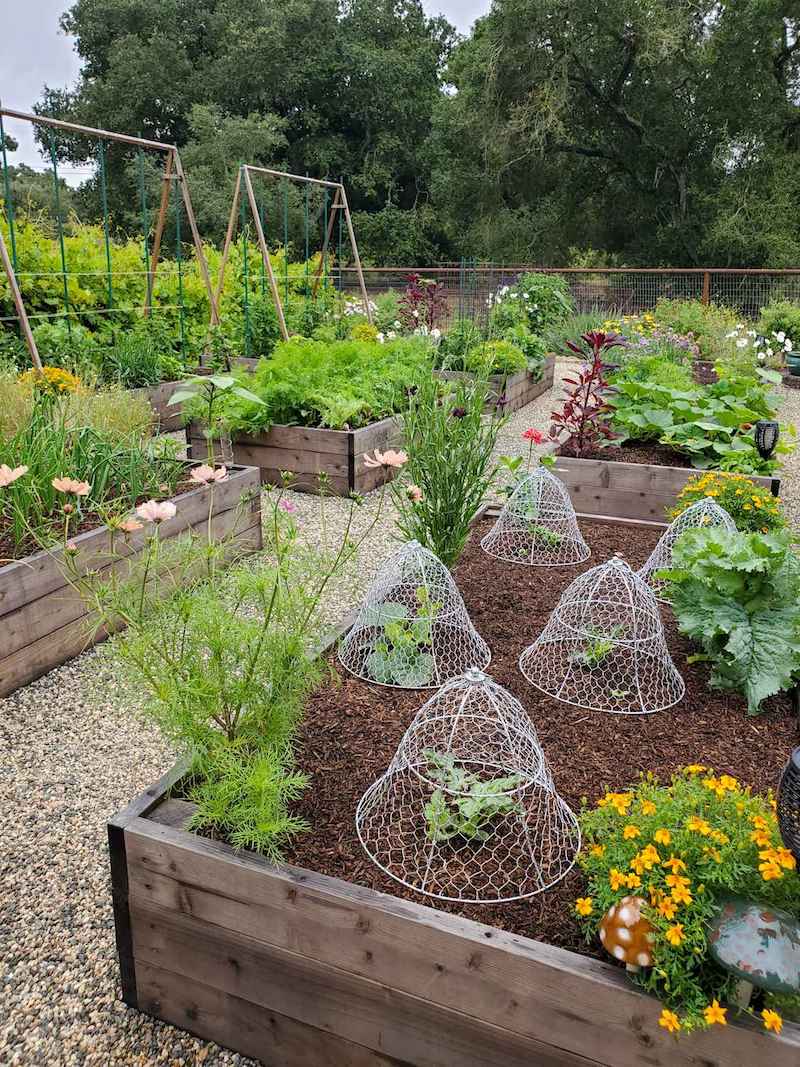 A raised garden bed full of young seedlings that are covered with wire cloches to protect the plants from birds. There are also flowers planted along the edges of the raised beds. 