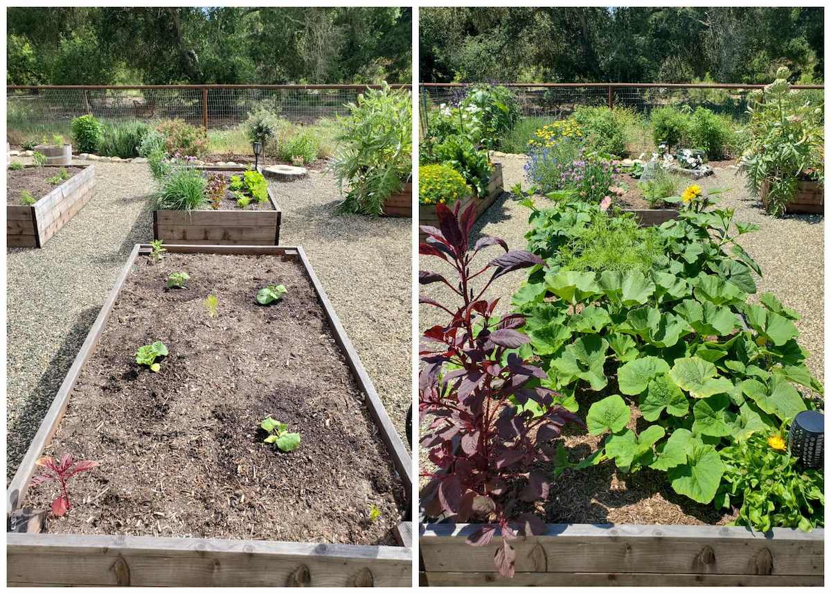 A two way image collage, the first image shows an open garden bed with four winter squash seedlings spaced evenly apart throughout. The second image shows the same raised bed 6 weeks later, the plants have completely grown in, covering the bare soil that we previously visible in the bed. 