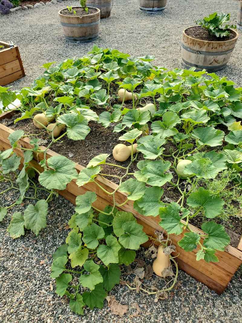 A raised garden bed full of butternut squash vines with many fruit of varying ripeness. Grow winter squash for abundant yields of tasty vegetables.
