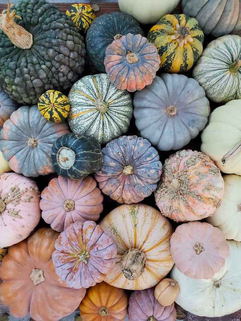 A birds eye view of a large amount of varying winter squash varieties. Some are orange, pink, green, blue, white, and combinations of all of the above. 