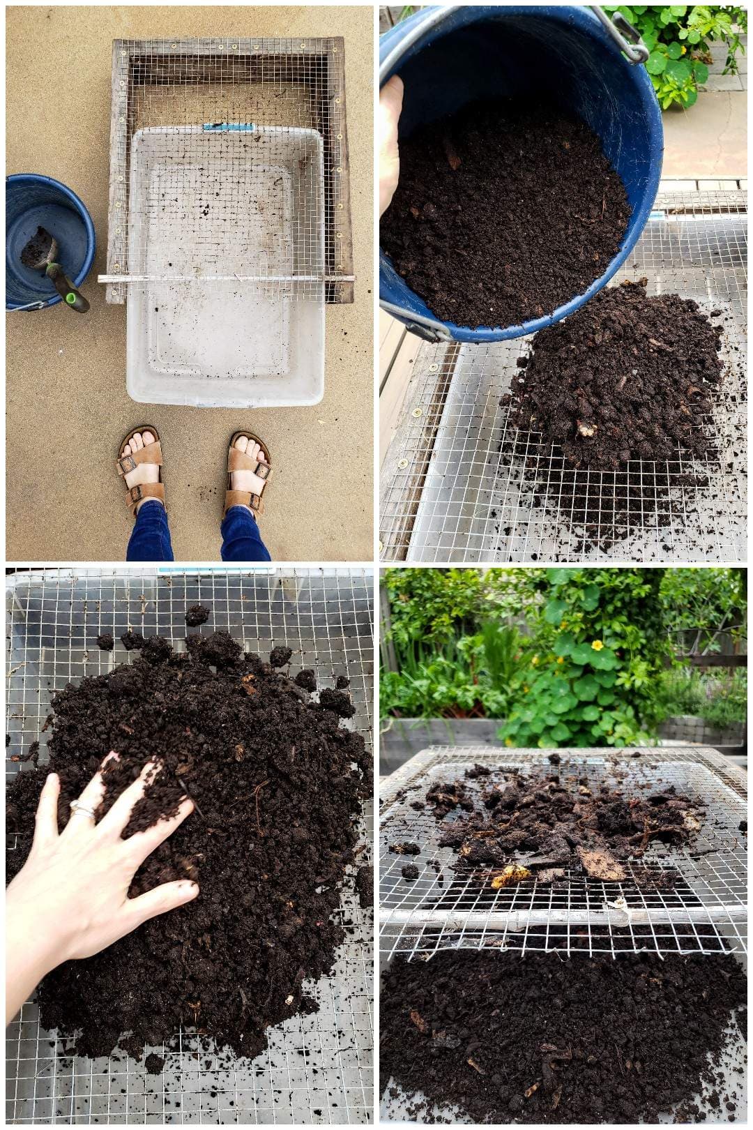 A four part image collage, the first image shows two feet standing next to a small bucket, trowel, bin, and a wood frame box with hardware cloth attached to one side of it. The second image shows a blue bucket of vermicompost being dupled onto the wire cloth with a bin sitting below the wire to catch the screen worm compost. The third image shows a hand working the castings back and forth to sift the vermicompost from the vegetable waste that still remains. The fourth image shows the larger vegetable material sitting on top of the   hardware cloth as it wouldn't fit through the wire mesh while the worm castings have been sifted through the metal cloth and now reside in the plastic catchment bin below. That is how one harvests worm castings after the worms have made compost for you. 